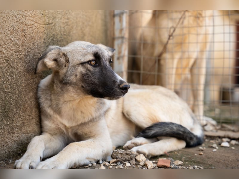 Pebbles - Husky mix