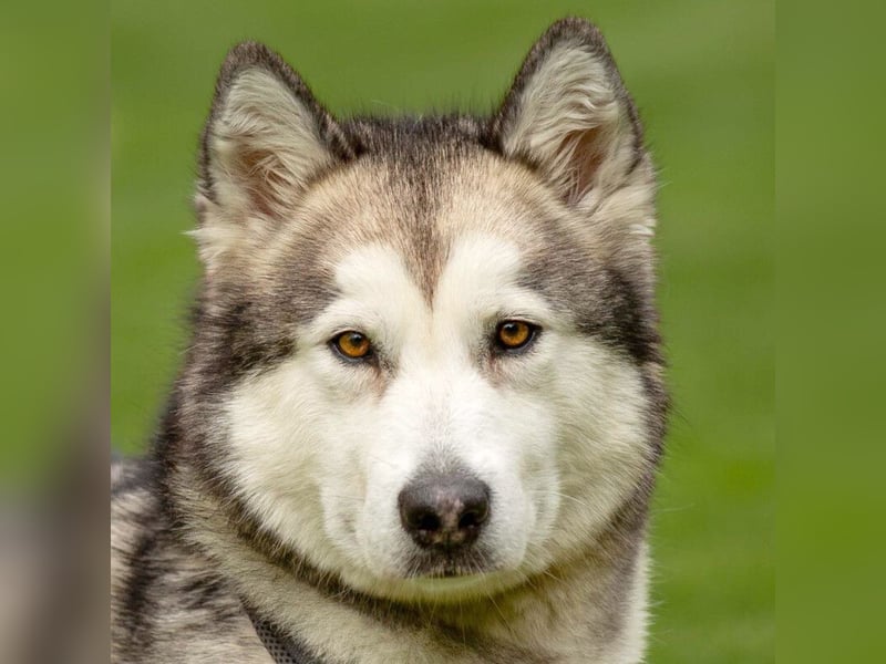 Wapaj - gut erzogener liebevoller Familienhund - Tierhilfe Franken e.V.
