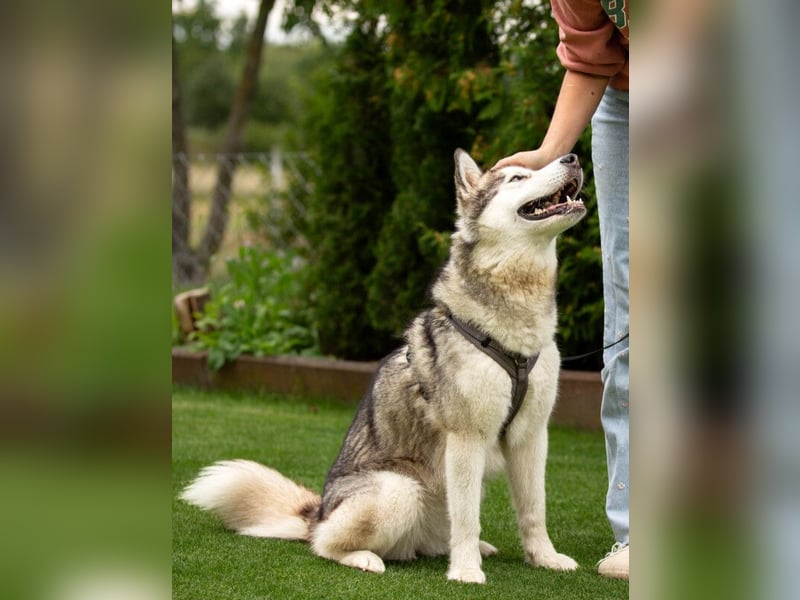 Wapaj - gut erzogener liebevoller Familienhund - Tierhilfe Franken e.V.