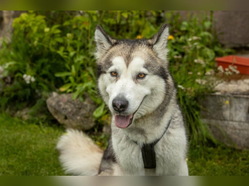 Wapaj - gut erzogener liebevoller Familienhund - Tierhilfe Franken e.V.