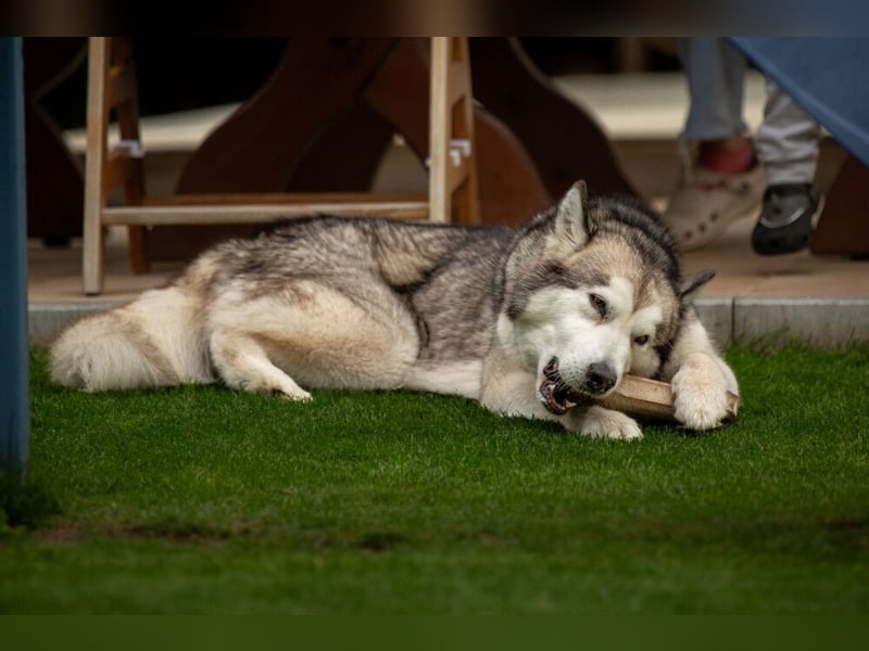 Wapaj - gut erzogener liebevoller Familienhund - Tierhilfe Franken e.V.