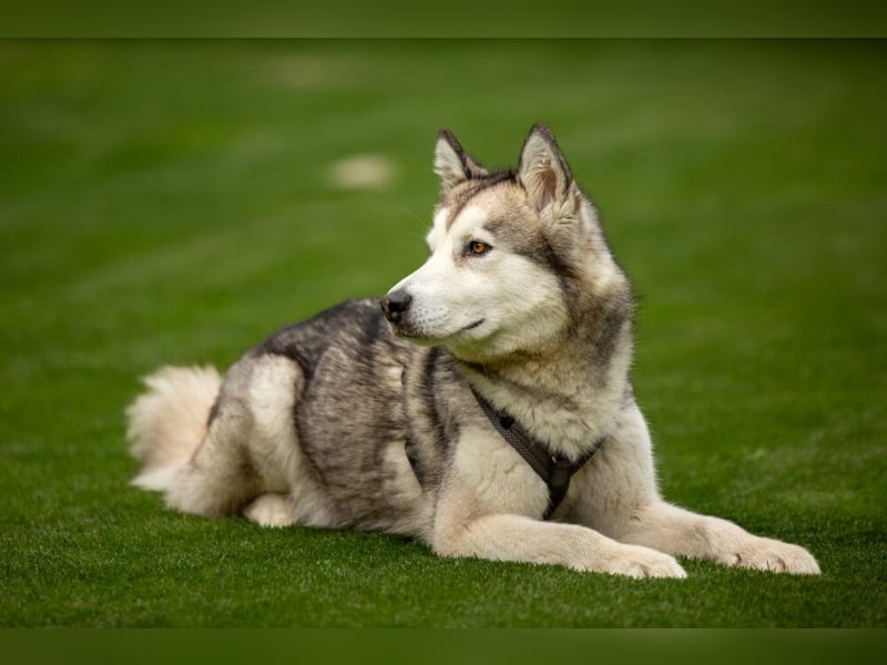 Wapaj - gut erzogener liebevoller Familienhund - Tierhilfe Franken e.V.