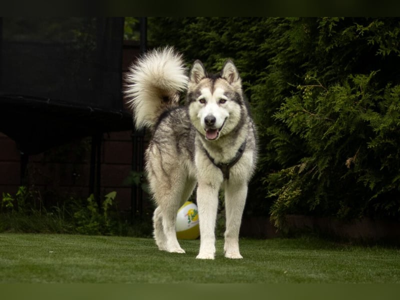 Wapaj - gut erzogener liebevoller Familienhund - Tierhilfe Franken e.V.