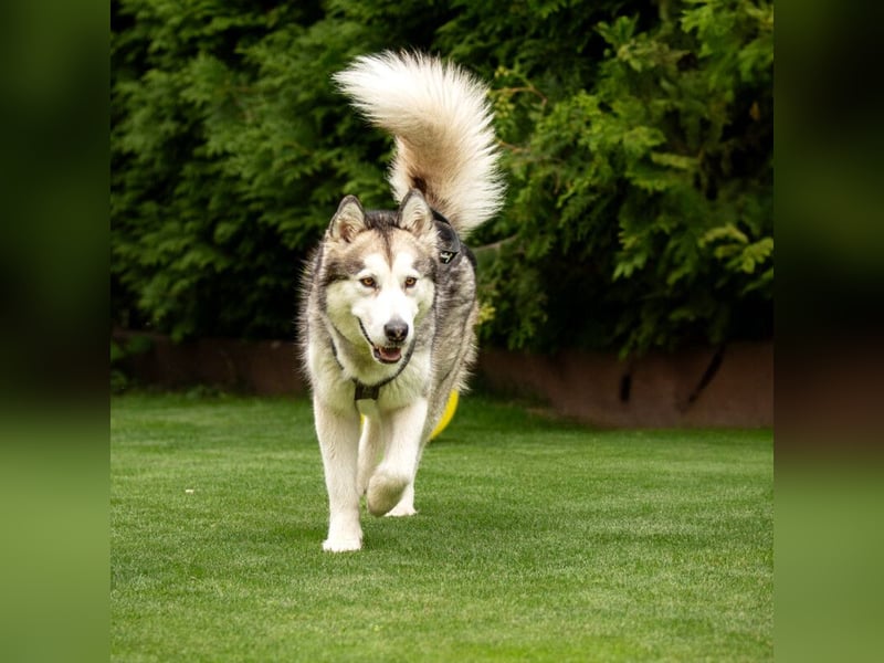 Wapaj - gut erzogener liebevoller Familienhund - Tierhilfe Franken e.V.