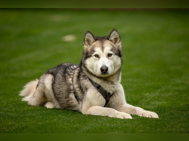 Wapaj - gut erzogener liebevoller Familienhund - Tierhilfe Franken e.V.
