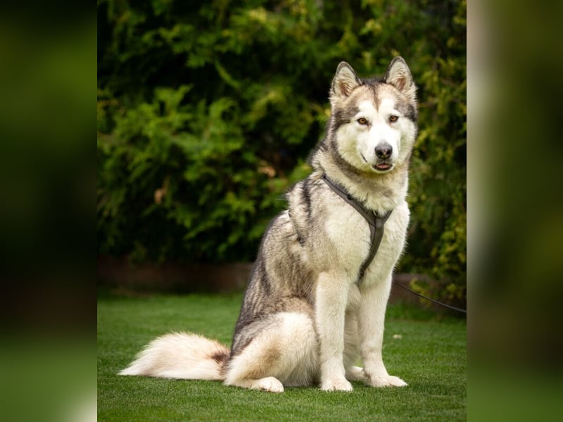 Wapaj - gut erzogener liebevoller Familienhund - Tierhilfe Franken e.V.