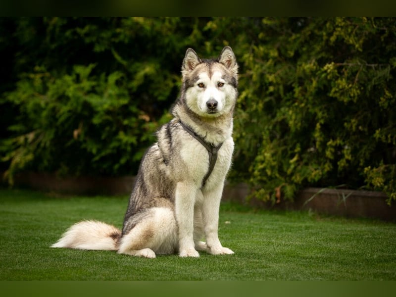 Wapaj - gut erzogener liebevoller Familienhund - Tierhilfe Franken e.V.