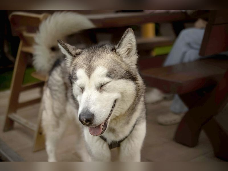 Wapaj - gut erzogener liebevoller Familienhund - Tierhilfe Franken e.V.