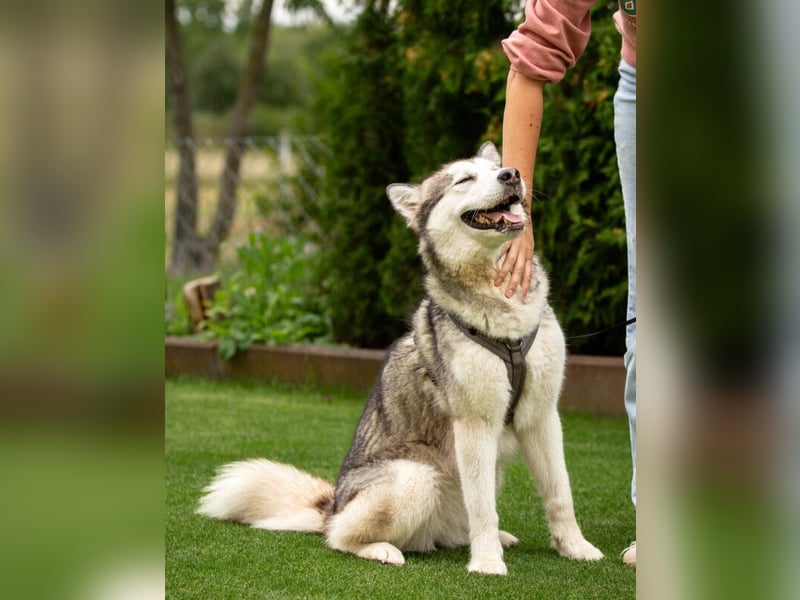 Wapaj - gut erzogener liebevoller Familienhund - Tierhilfe Franken e.V.