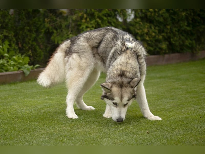 Wapaj - gut erzogener liebevoller Familienhund - Tierhilfe Franken e.V.