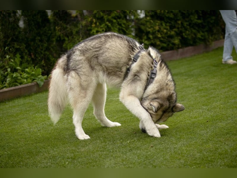 Wapaj - gut erzogener liebevoller Familienhund - Tierhilfe Franken e.V.