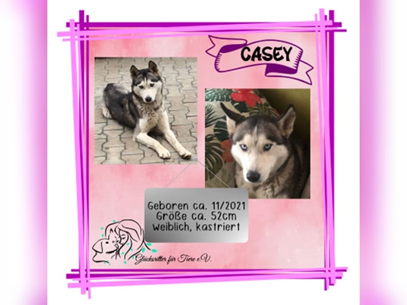 Katzen und kinderliebe Casey