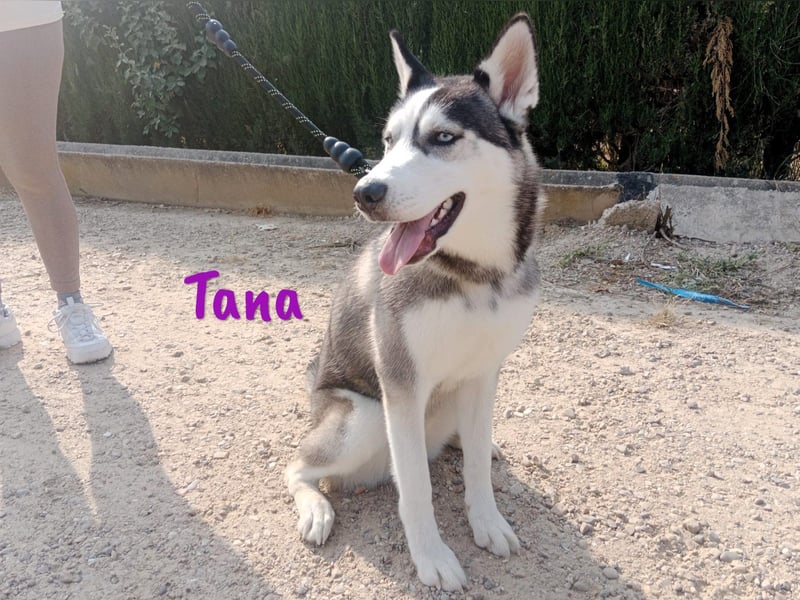 Tana geb. 11/2024 (ESP) - neugierige und sportliche, wunderschöne Husky Junghündin!