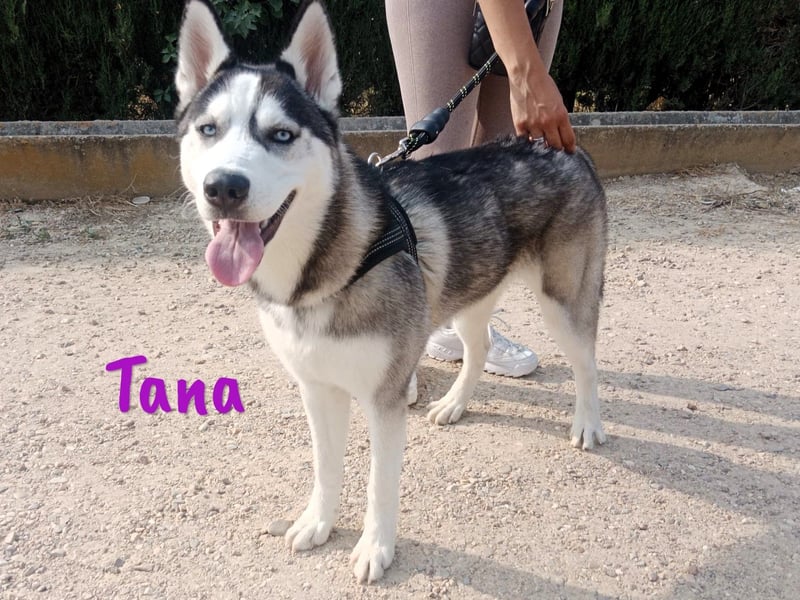 Tana geb. 11/2024 (ESP) - neugierige und sportliche, wunderschöne Husky Junghündin!