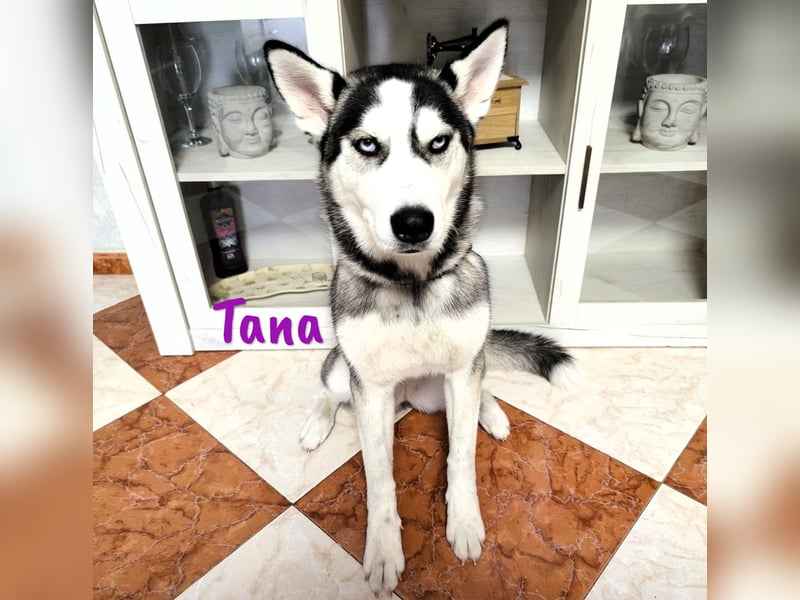 Tana geb. 11/2024 (ESP) - neugierige und sportliche, wunderschöne Husky Junghündin!
