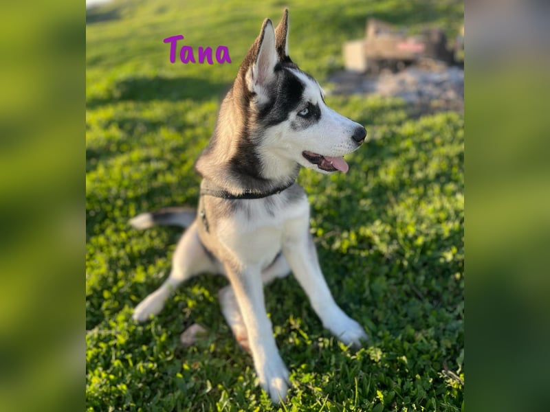 Tana geb. 11/2024 (ESP) - neugierige und sportliche, wunderschöne Husky Junghündin!
