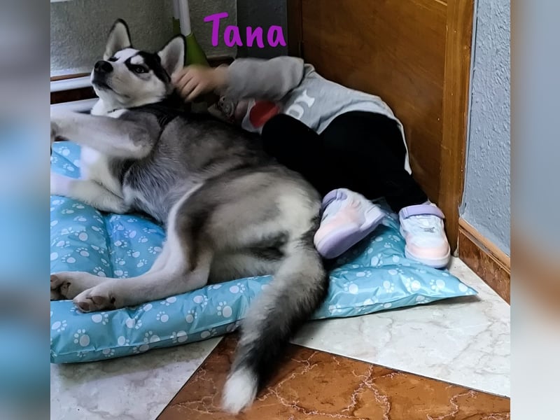 Tana geb. 11/2024 (ESP) - neugierige und sportliche, wunderschöne Husky Junghündin!