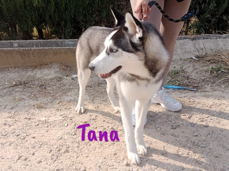 Tana geb. 11/2024 (ESP) - neugierige und sportliche, wunderschöne Husky Junghündin!