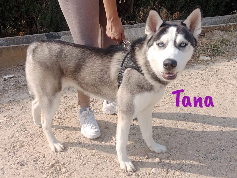 Tana geb. 11/2024 (ESP) - neugierige und sportliche, wunderschöne Husky Junghündin!