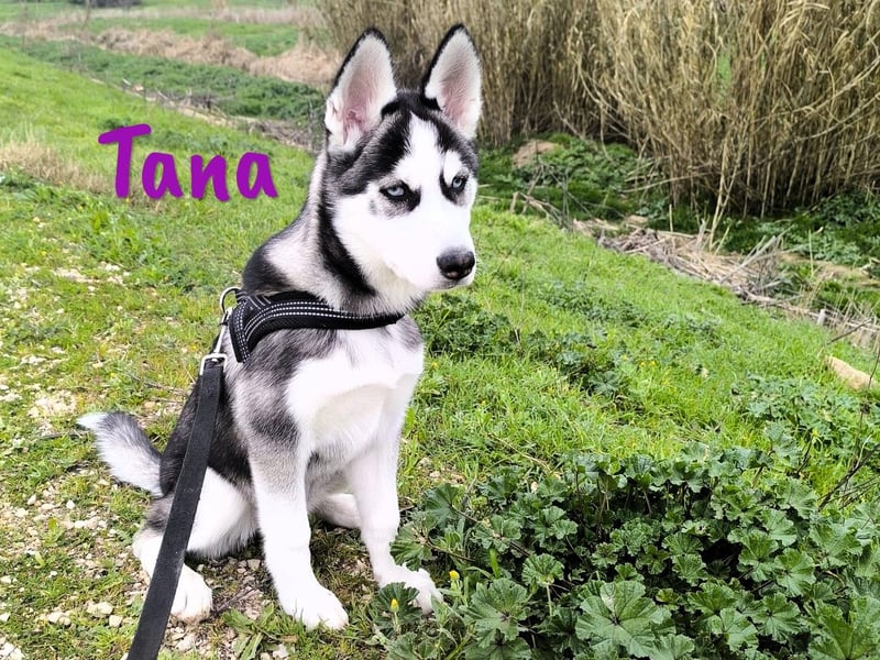 Tana geb. 11/2024 (ESP) - neugierige und sportliche, wunderschöne Husky Junghündin!
