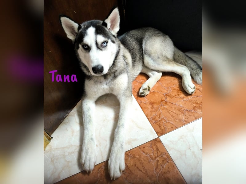 Tana geb. 11/2024 (ESP) - neugierige und sportliche, wunderschöne Husky Junghündin!