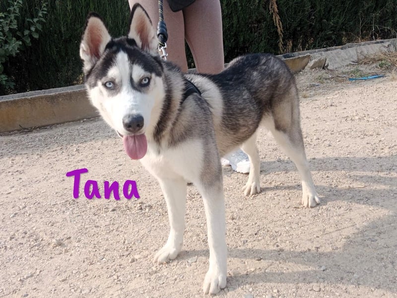 Tana geb. 11/2024 (ESP) - neugierige und sportliche, wunderschöne Husky Junghündin!