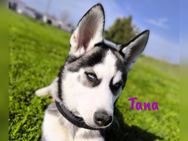Tana geb. 11/2024 (ESP) - neugierige und sportliche, wunderschöne Husky Junghündin!