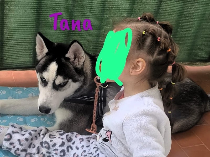 Tana geb. 11/2024 (ESP) - neugierige und sportliche, wunderschöne Husky Junghündin!