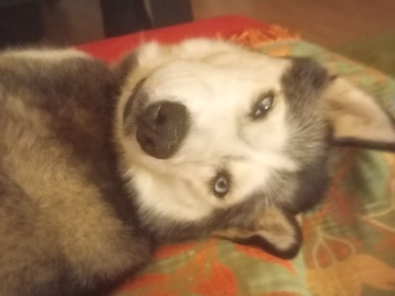 Husky-Dame Maya H. möchte in den kühleren Norden umziehen und eine neue Familie finden