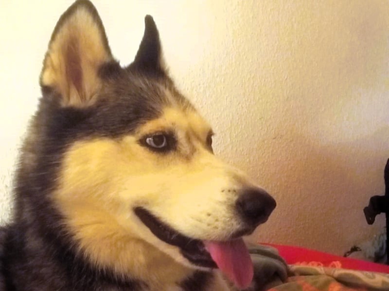 Husky-Dame Maya H. möchte in den kühleren Norden umziehen und eine neue Familie finden