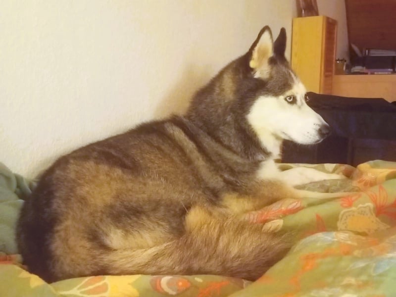 Husky-Dame Maya H. möchte in den kühleren Norden umziehen und eine neue Familie finden