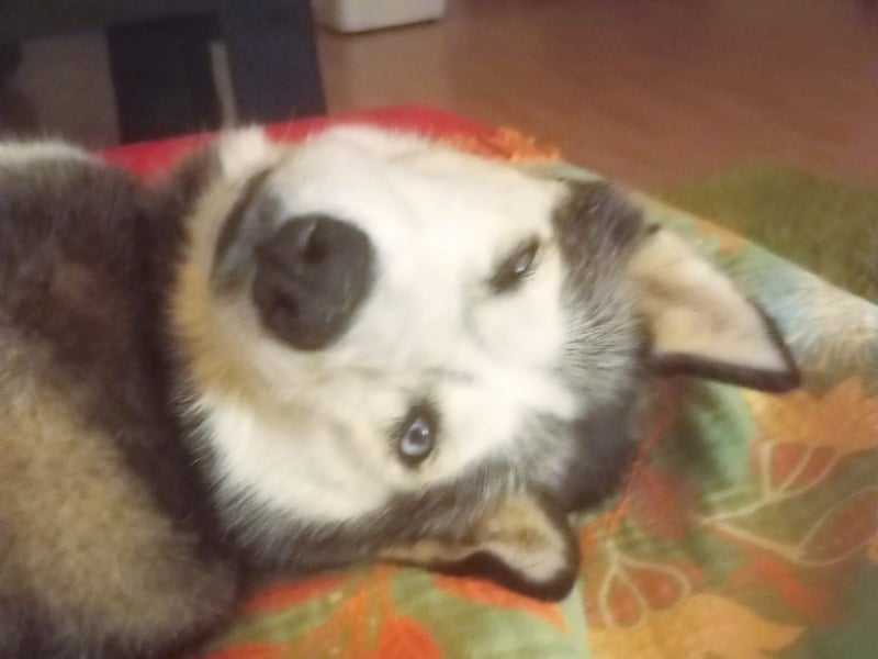 Husky-Dame Maya H. möchte in den kühleren Norden umziehen und eine neue Familie finden