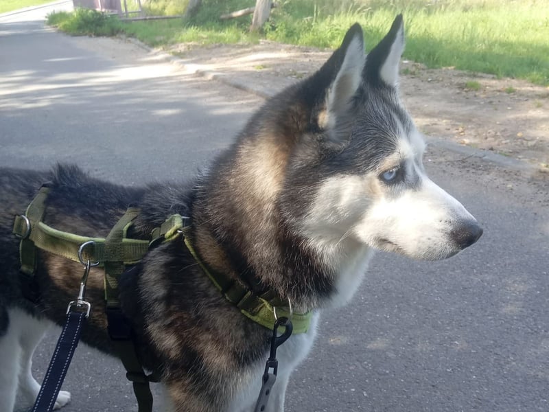 Husky-Dame Maya H. möchte in den kühleren Norden umziehen und eine neue Familie finden