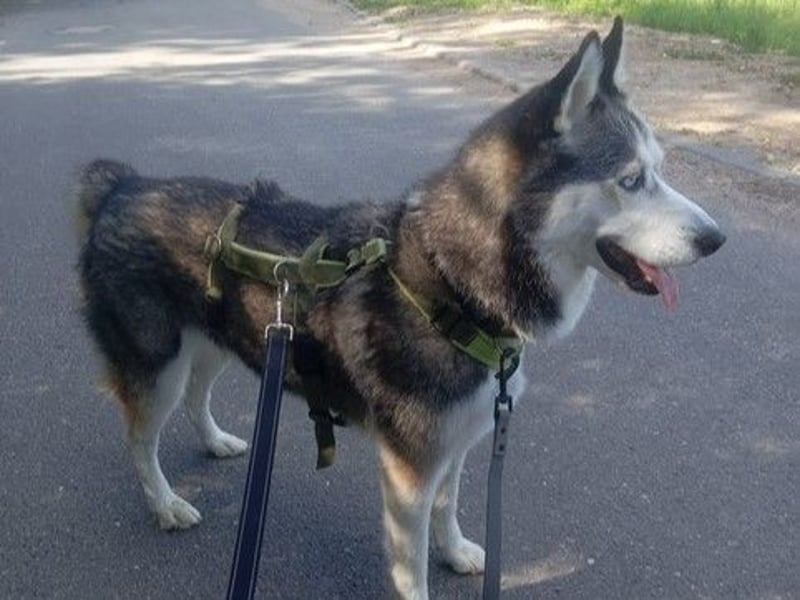 Husky-Dame Maya H. möchte in den kühleren Norden umziehen und eine neue Familie finden