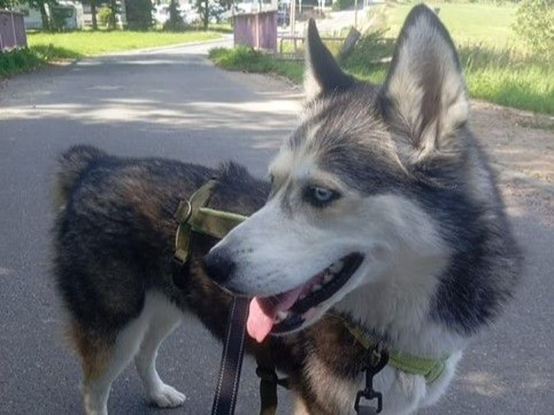 Husky-Dame Maya H. möchte in den kühleren Norden umziehen und eine neue Familie finden
