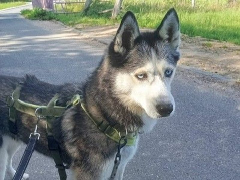 Husky-Dame Maya H. möchte in den kühleren Norden umziehen und eine neue Familie finden