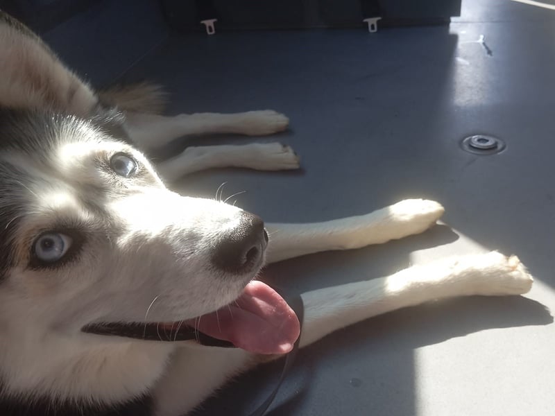 Husky-Dame Maya H. möchte in den kühleren Norden umziehen und eine neue Familie finden