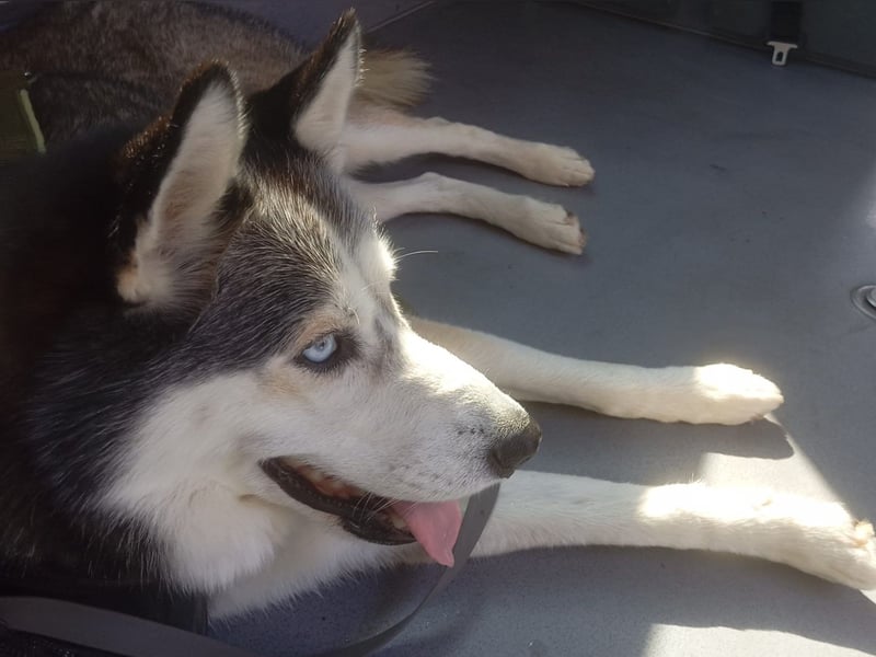 Husky-Dame Maya H. möchte in den kühleren Norden umziehen und eine neue Familie finden