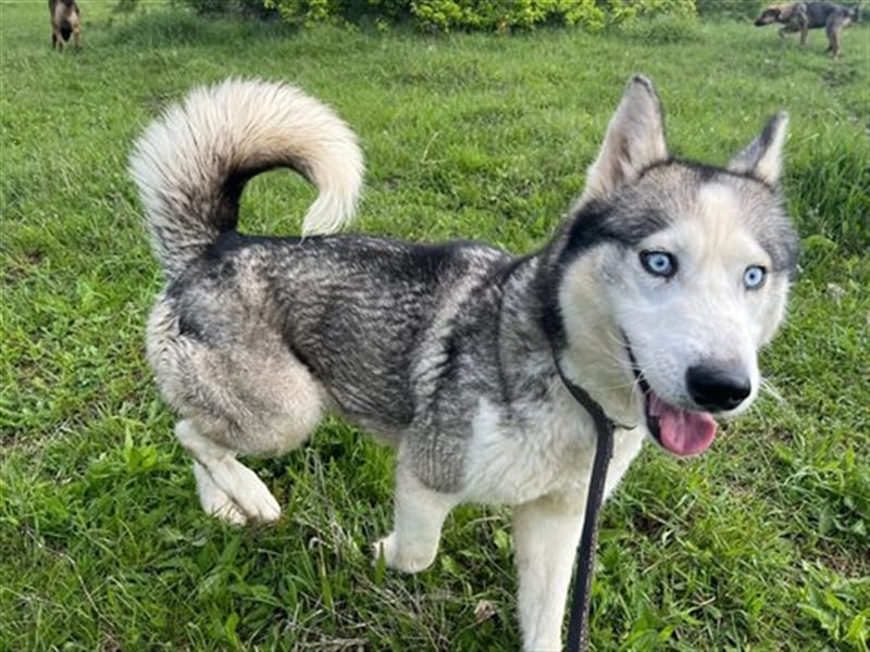Husky Esther - freundlich und aktiv