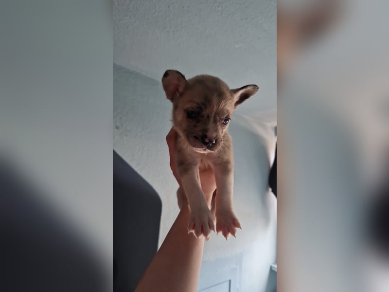 Husky