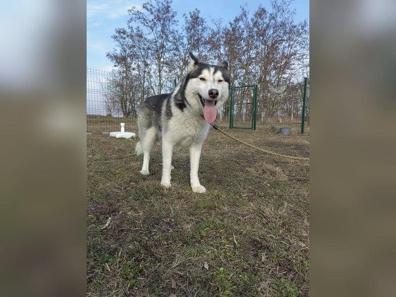 Luna, geb. 07.11.2022, 59 cm, sucht eine aktive Familie