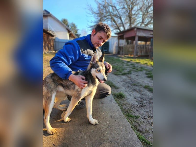 Dea, ca. 2 Jahre, 50 cm, wünscht sich ein aktives Hundeleben