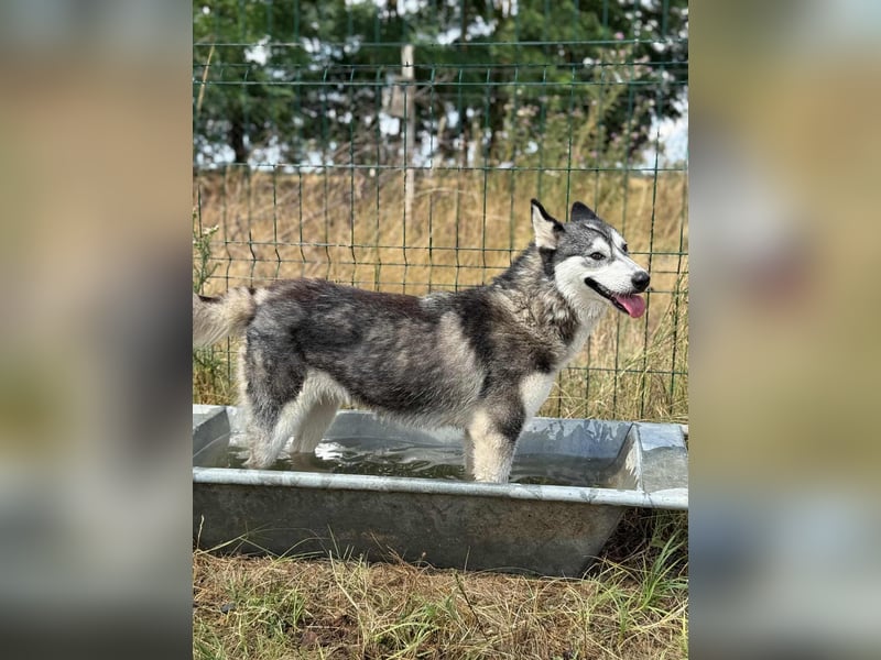 Lyra, geboren 01.07.2024, 54cm sucht aktives Zuhause