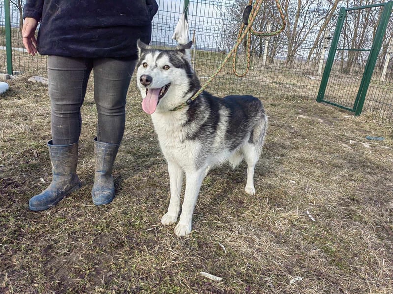 Luna, geb. 07.11.2022, 59 cm, sucht eine aktive Familie