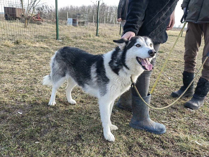 Luna, geb. 07.11.2022, 59 cm, sucht eine aktive Familie