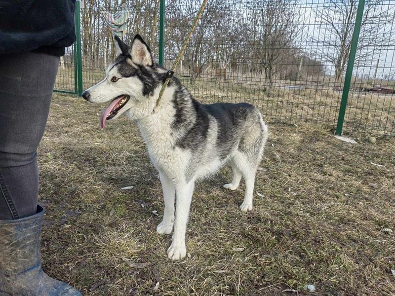 Luna, geb. 07.11.2022, 59 cm, sucht eine aktive Familie