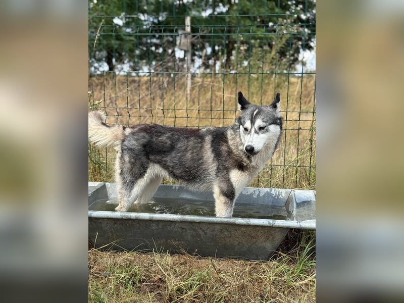 Lyra, geboren 01.07.2024, 54cm sucht aktives Zuhause