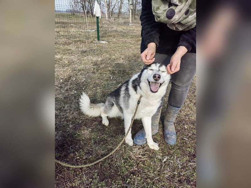 Luna, geb. 07.11.2022, 59 cm, sucht eine aktive Familie (auf Pflegestelle in Deutschland)