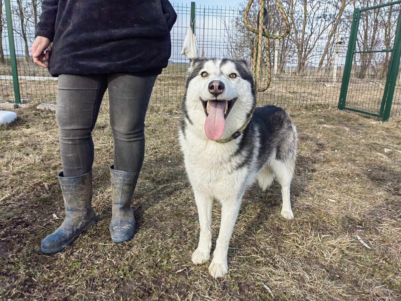 Luna, geb. 07.11.2022, 59 cm, sucht eine aktive Familie
