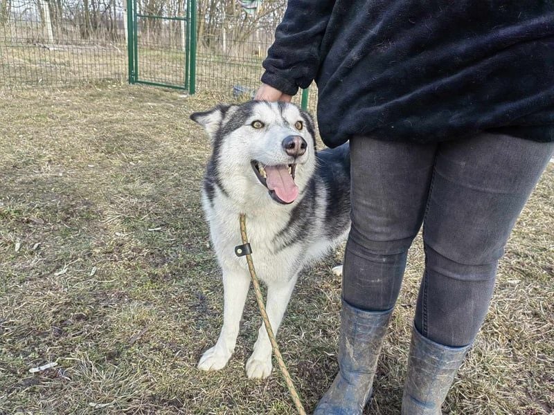 Luna, geb. 07.11.2022, 59 cm, sucht eine aktive Familie